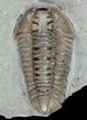 Detailed, Flexicalymene Trilobite - Ohio #61047-2